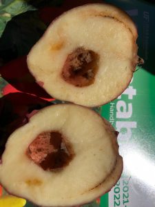 Typical Hollow Heart condition as seen on this Red Lasoda potato. Image Credit: Matthew Orwat, UF/IFAS 
