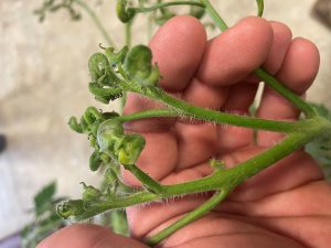 Residual aminopyralid damage on a tomato plant.