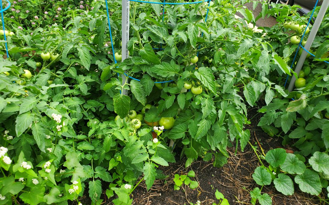 Correcting 3 Common Tomato Growing Mistakes