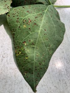 Snap Bean leaf with common bacterial spot - Image Credit Matthew Orwat, UF/IFAS Extension
