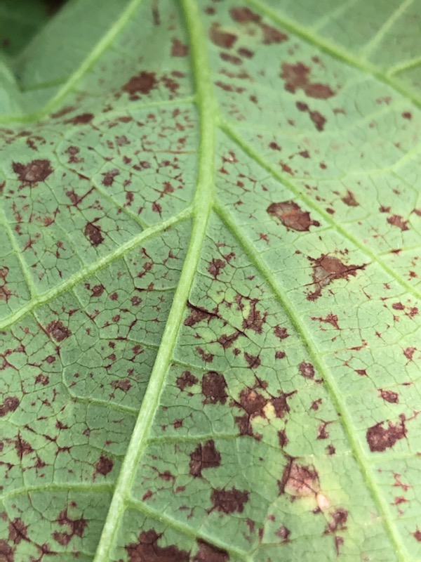 Note the brown, water-soaked spots on the underside of this leaf, typical of a bacterial infection - Image Credit Matthew Orwat, UF/IFAS Extension
