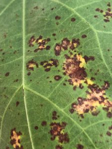 Snap Bean leaf with common bacterial spot - Image Credit Matthew Orwat, UF/IFAS Extension