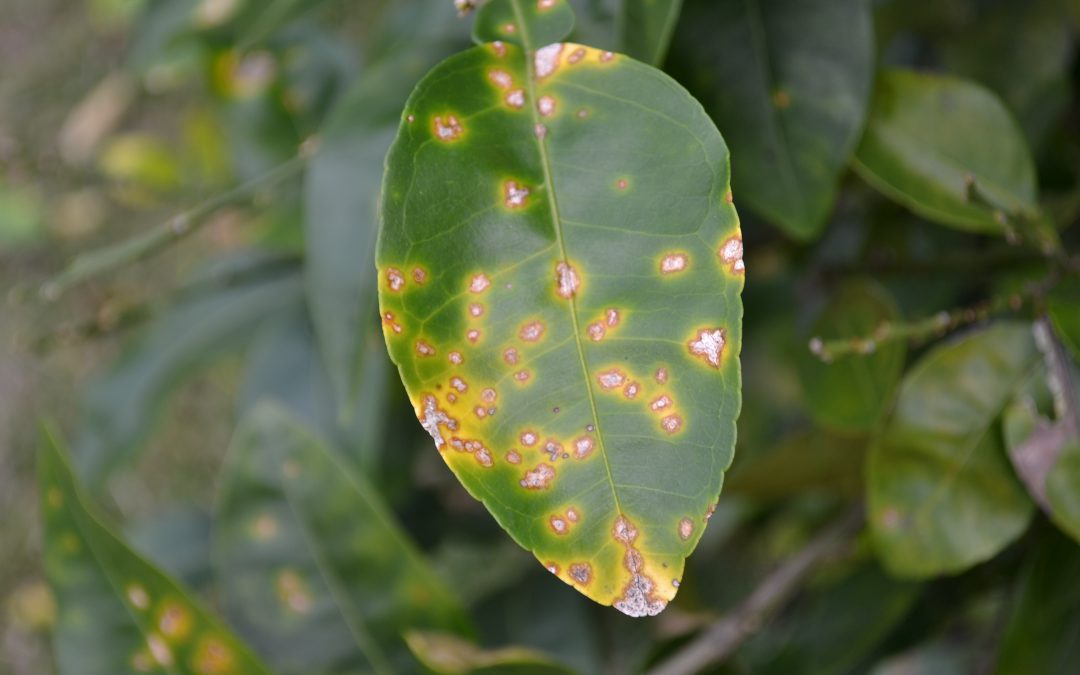 Citrus Canker on the Spread in NW Florida