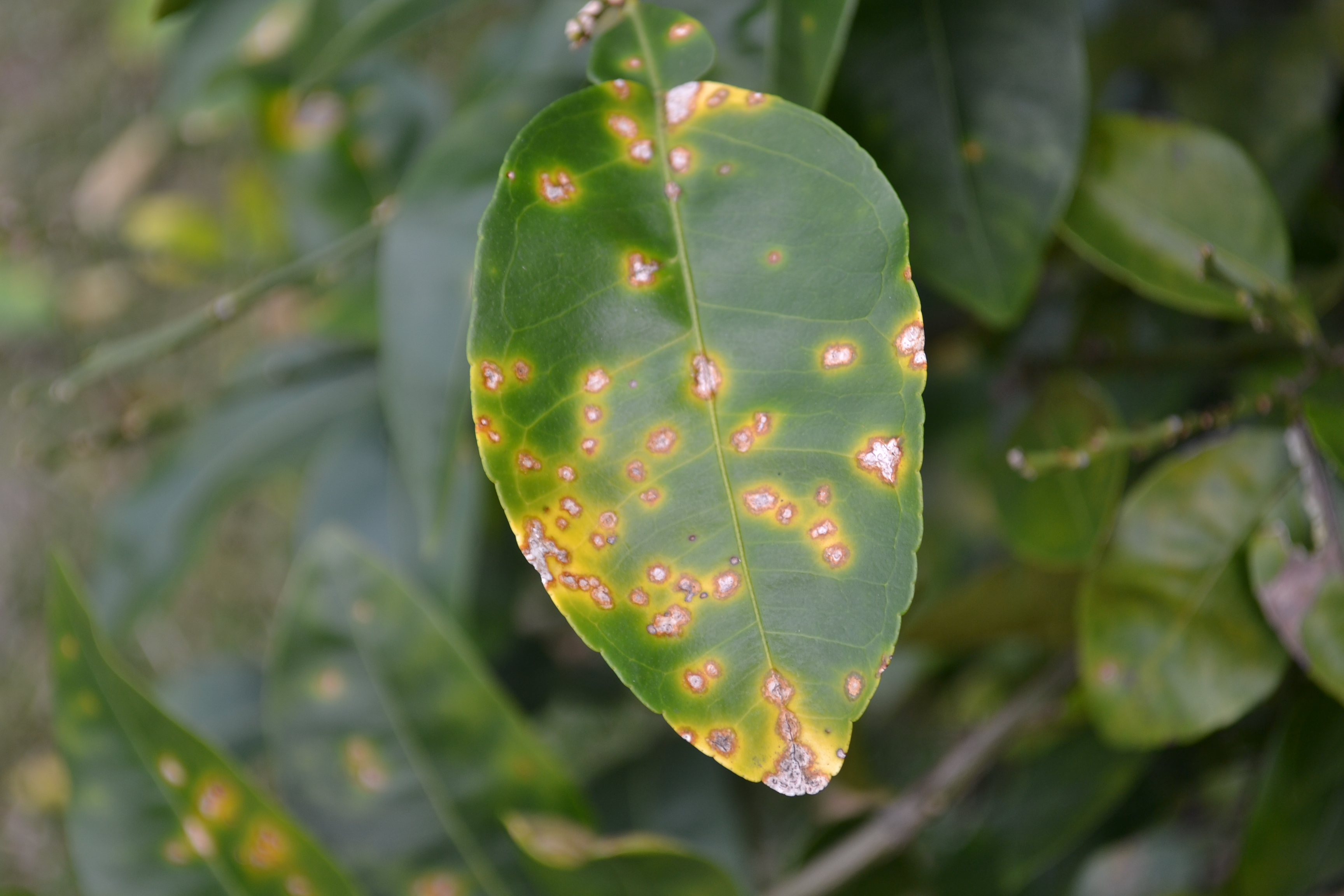 Citrus Canker On The Spread In NW Florida Gardening In The Panhandle