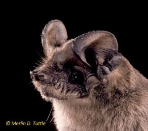 Brazillian free tail bat