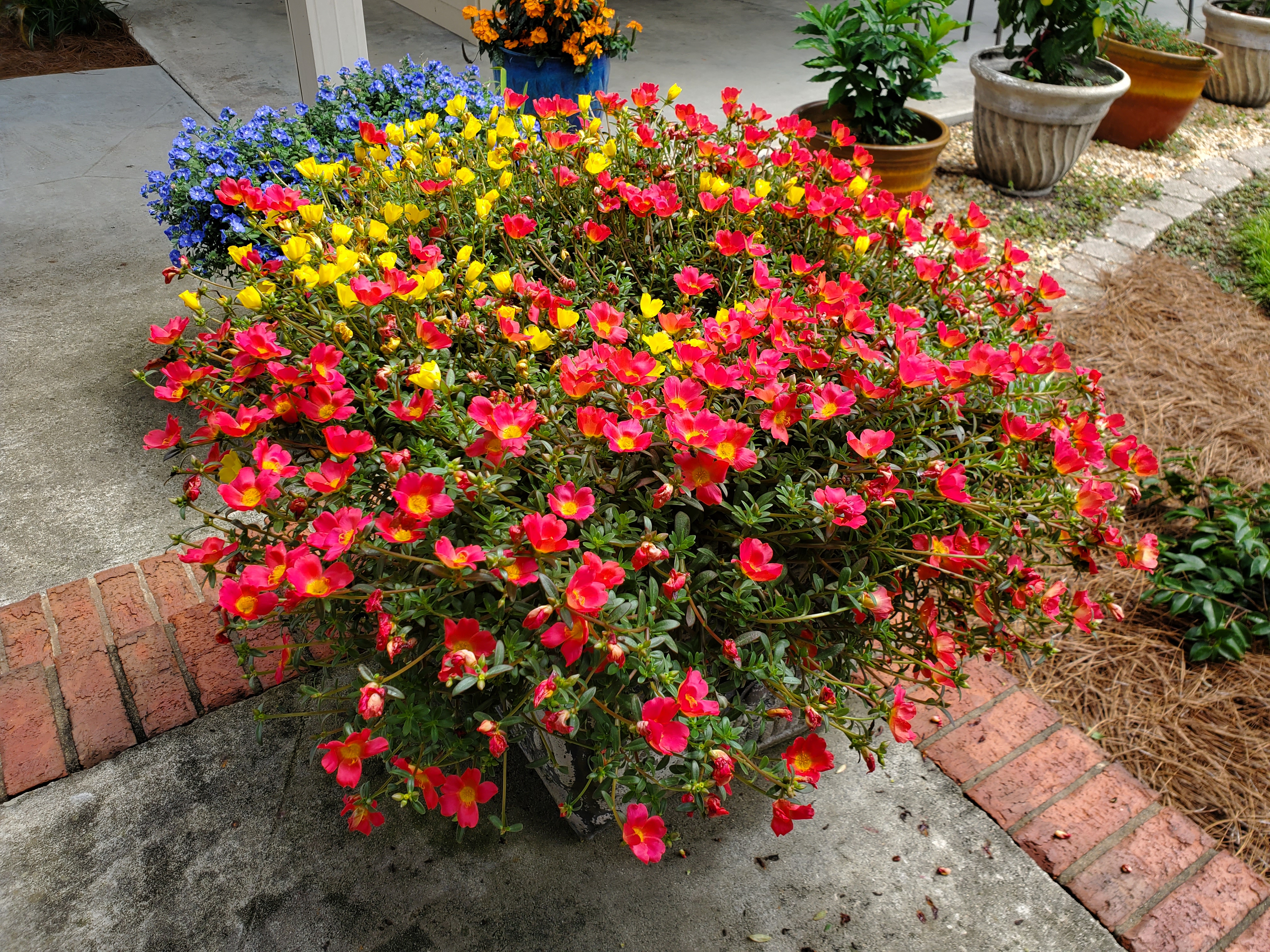 Portulaca Mega Pazzaz Moss Rose - Sugar Creek Gardens