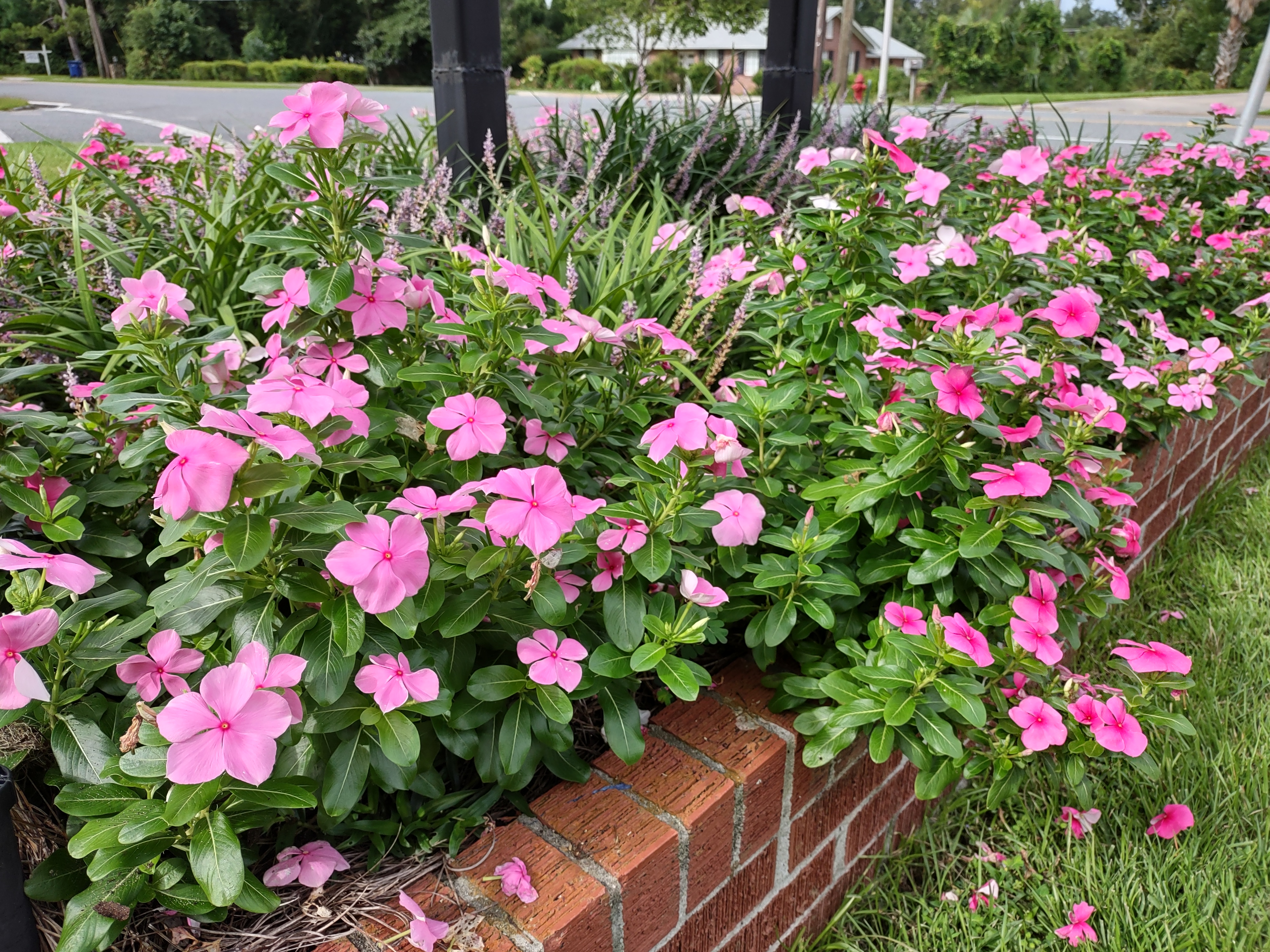 Vinca plant deals