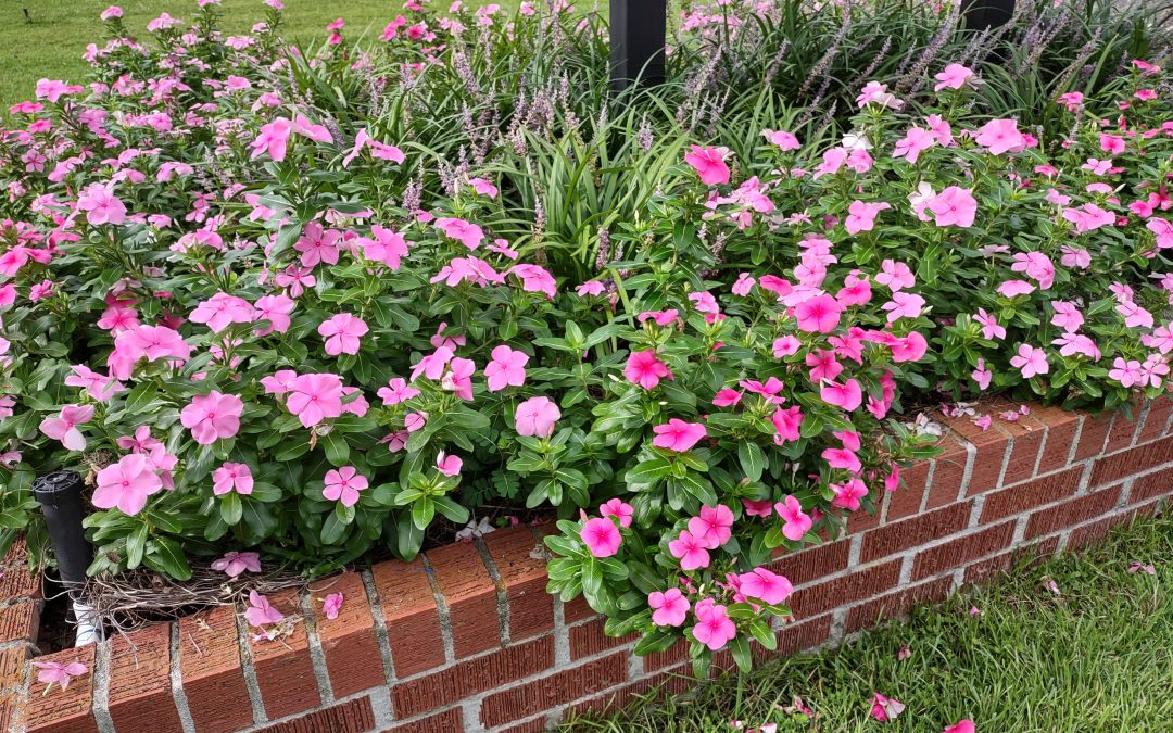 Plant of the Week:  ‘Cora’ Vinca