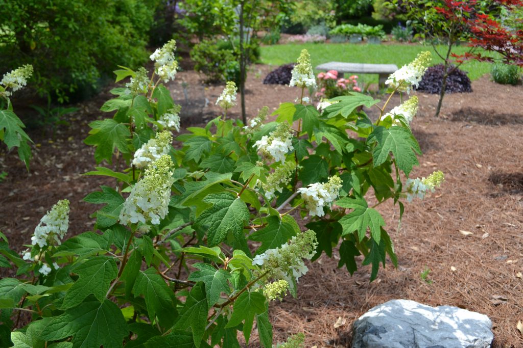 How to Dry Limelight Hydrangeas - Southern Hospitality