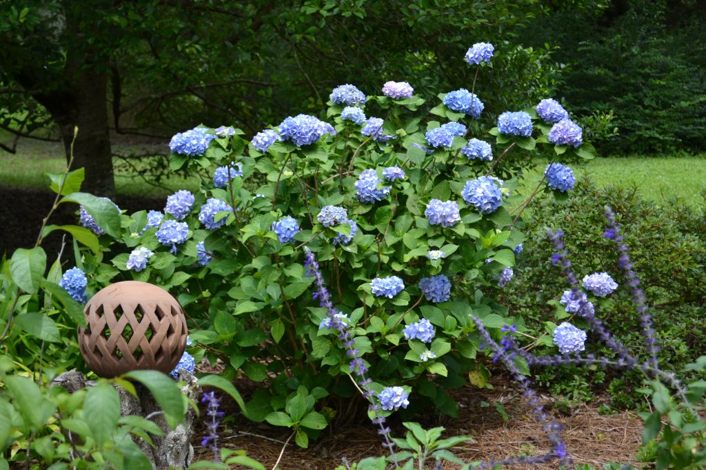 How to Dry Limelight Hydrangeas - Southern Hospitality