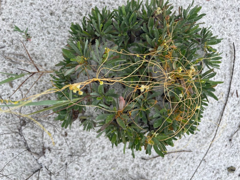 Dodder Gardening in the Panhandle