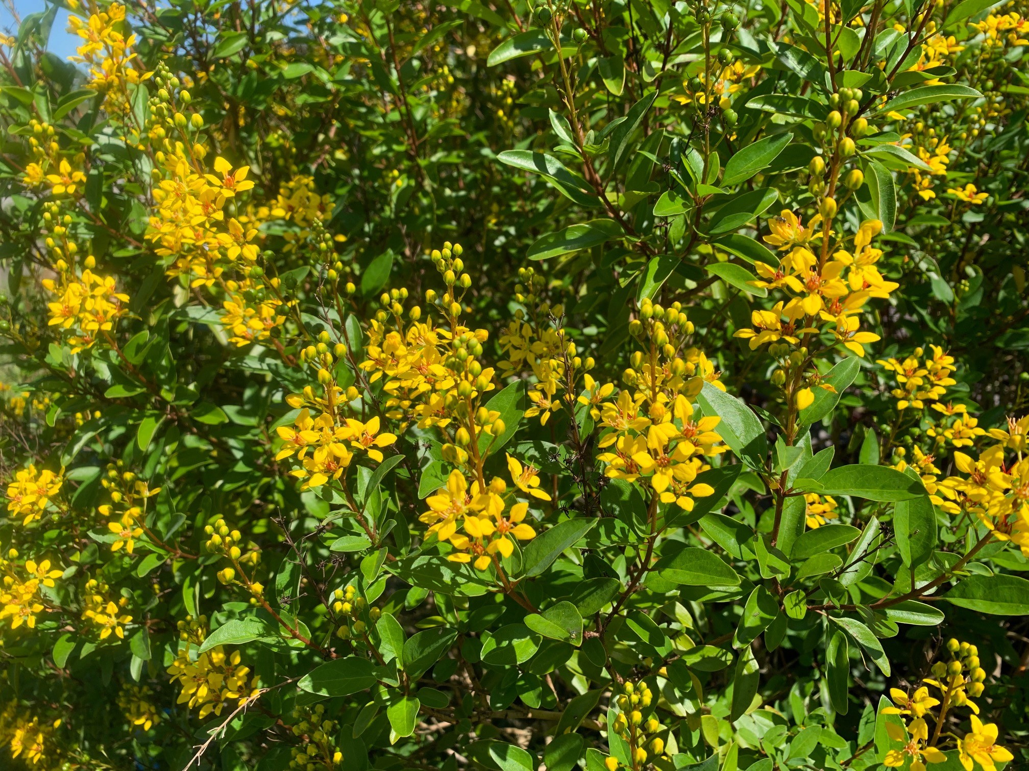 Video Thryallis A FloridaFriendly Shrub for Your Yard Gardening