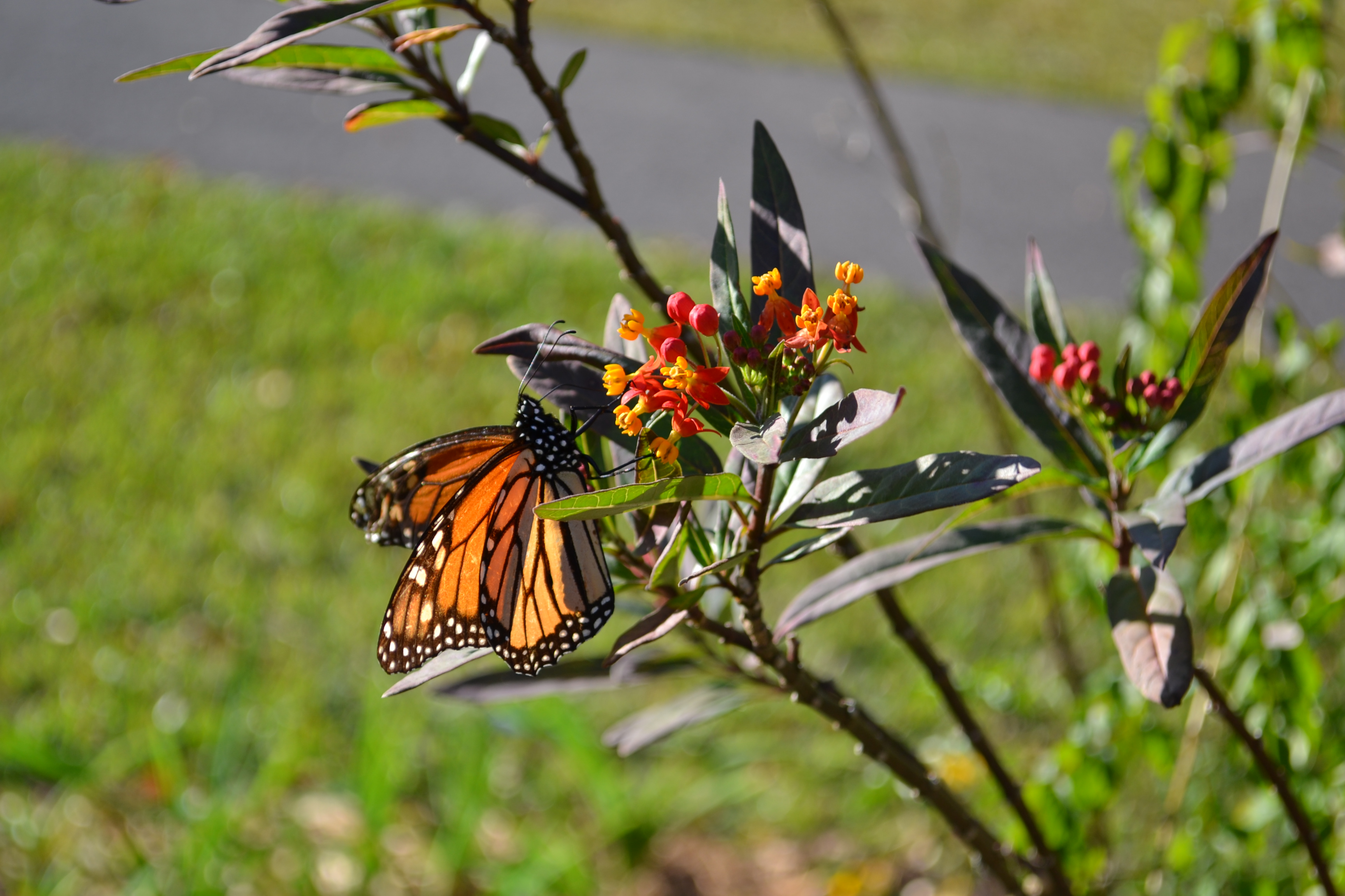 Cut Back Tropical Milkweed Gardening In The Panhandle
