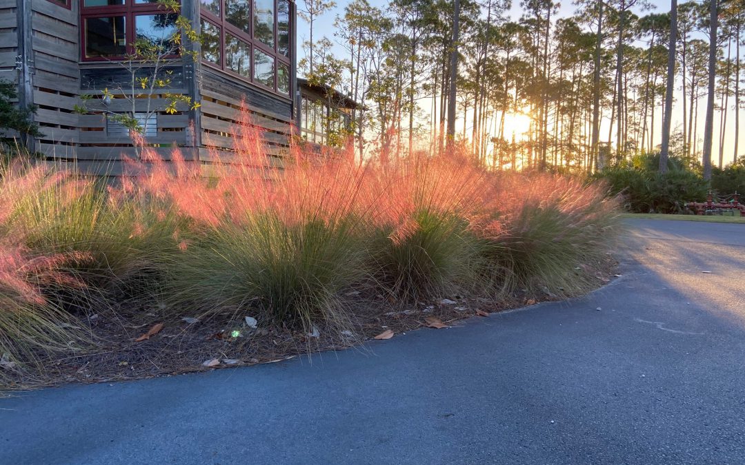 Gardening with Native Plants