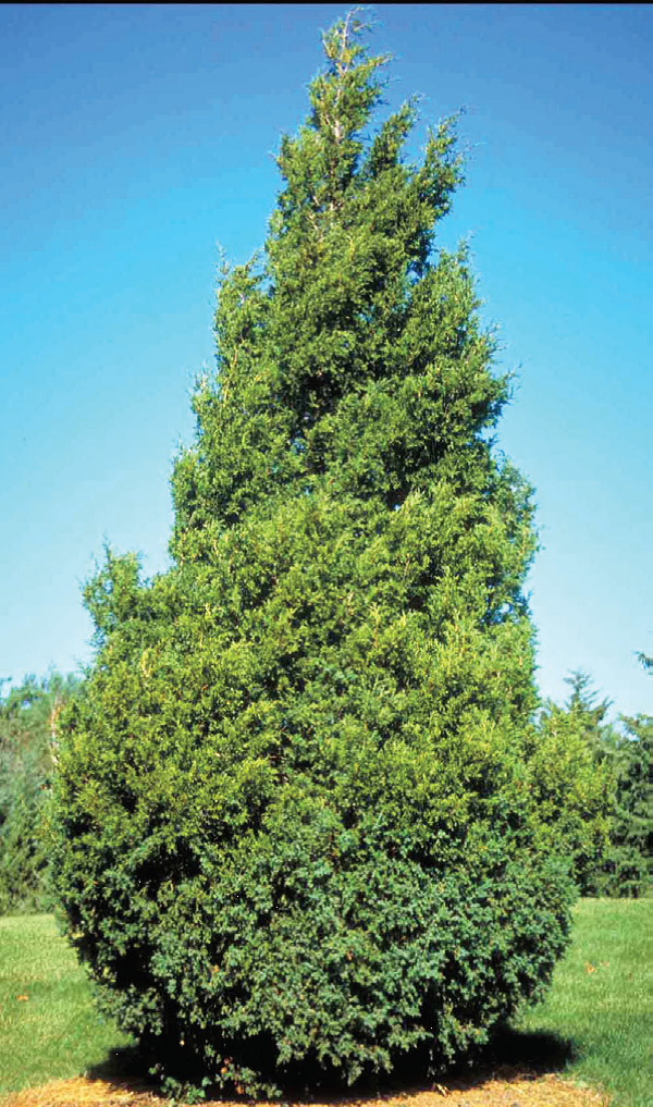 Cedar, the Evergreen Tree of Life – The Northwest School of