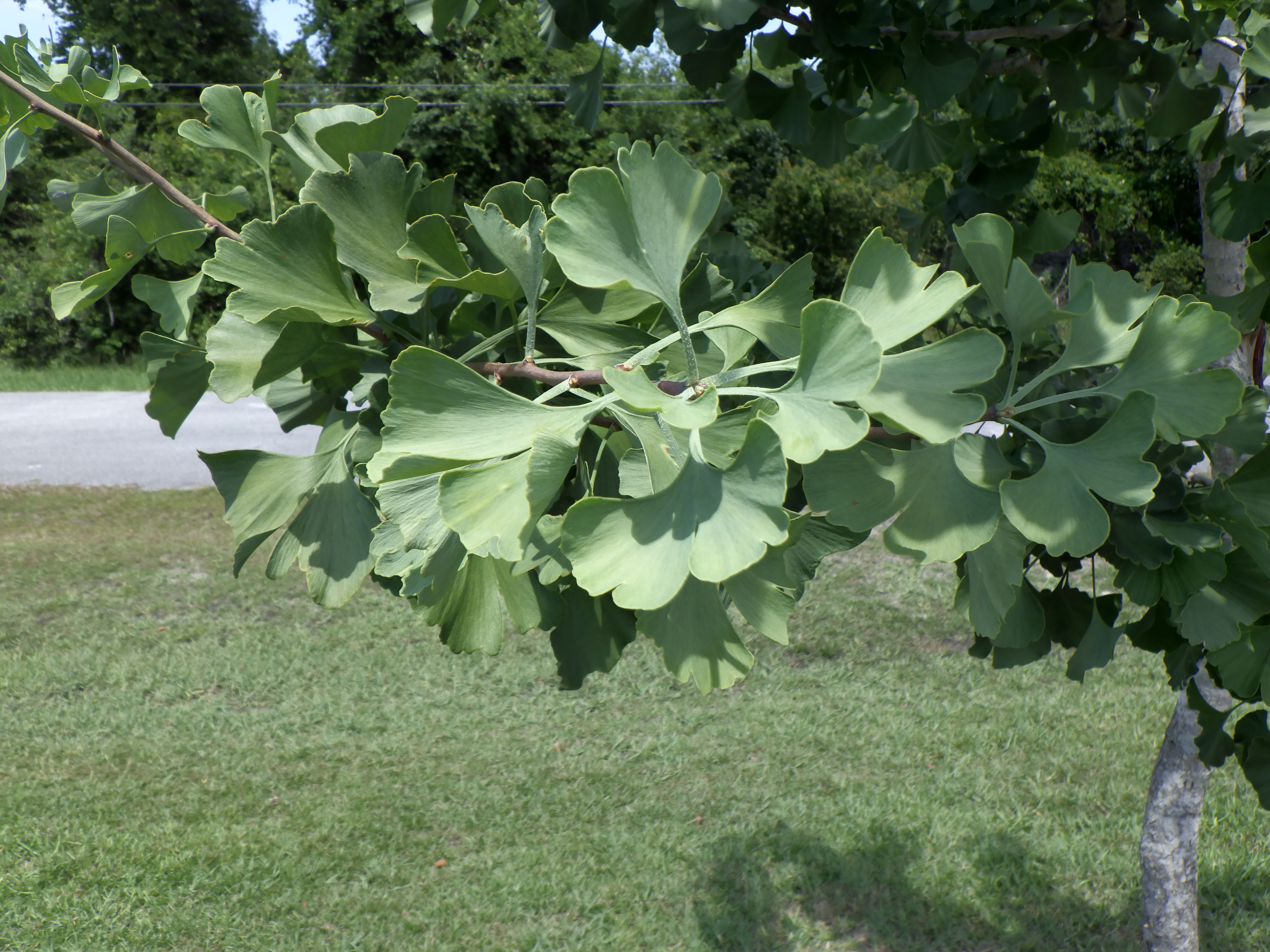 Fan shaped green leaves