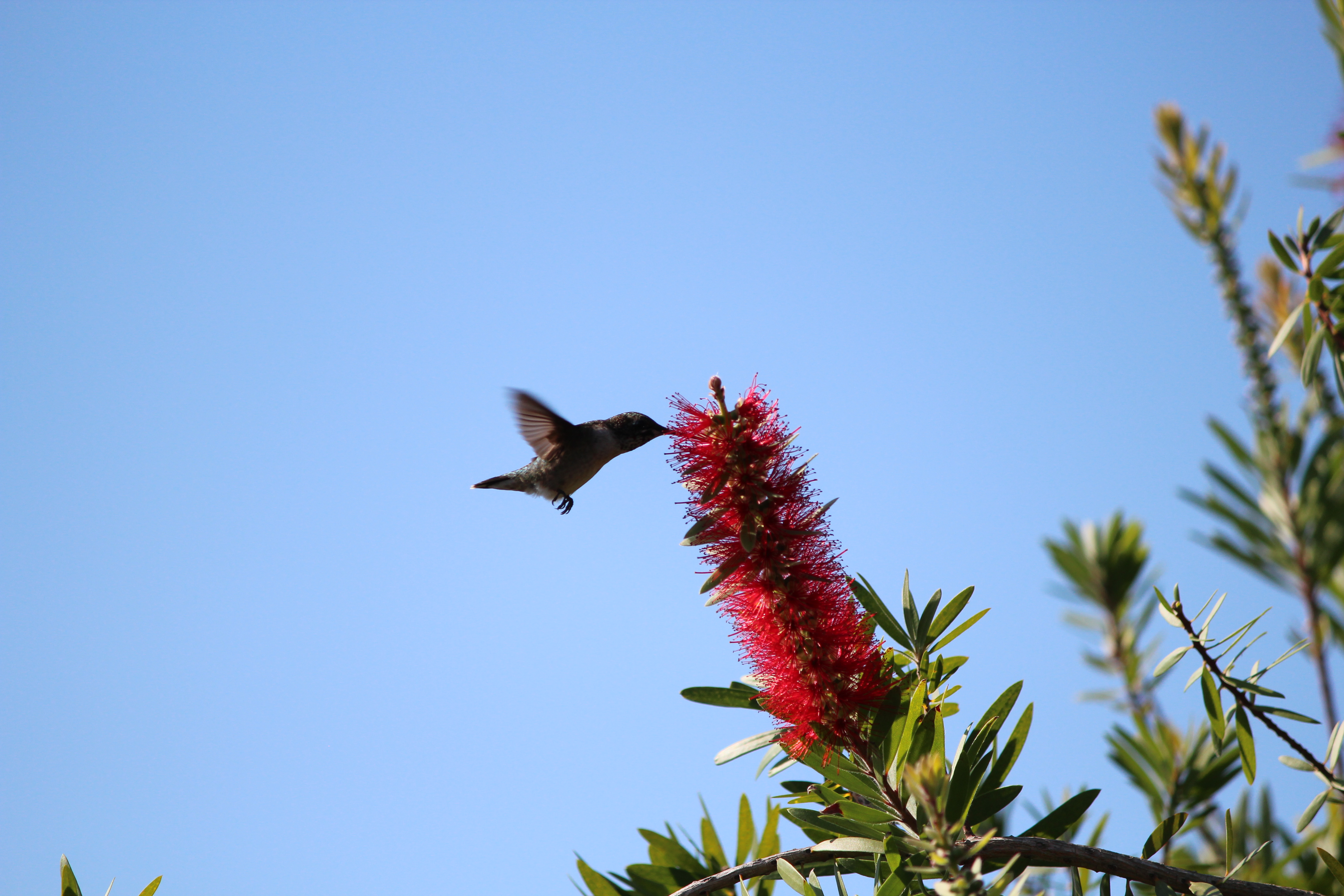 Hummingbird at red bottlebrush flower