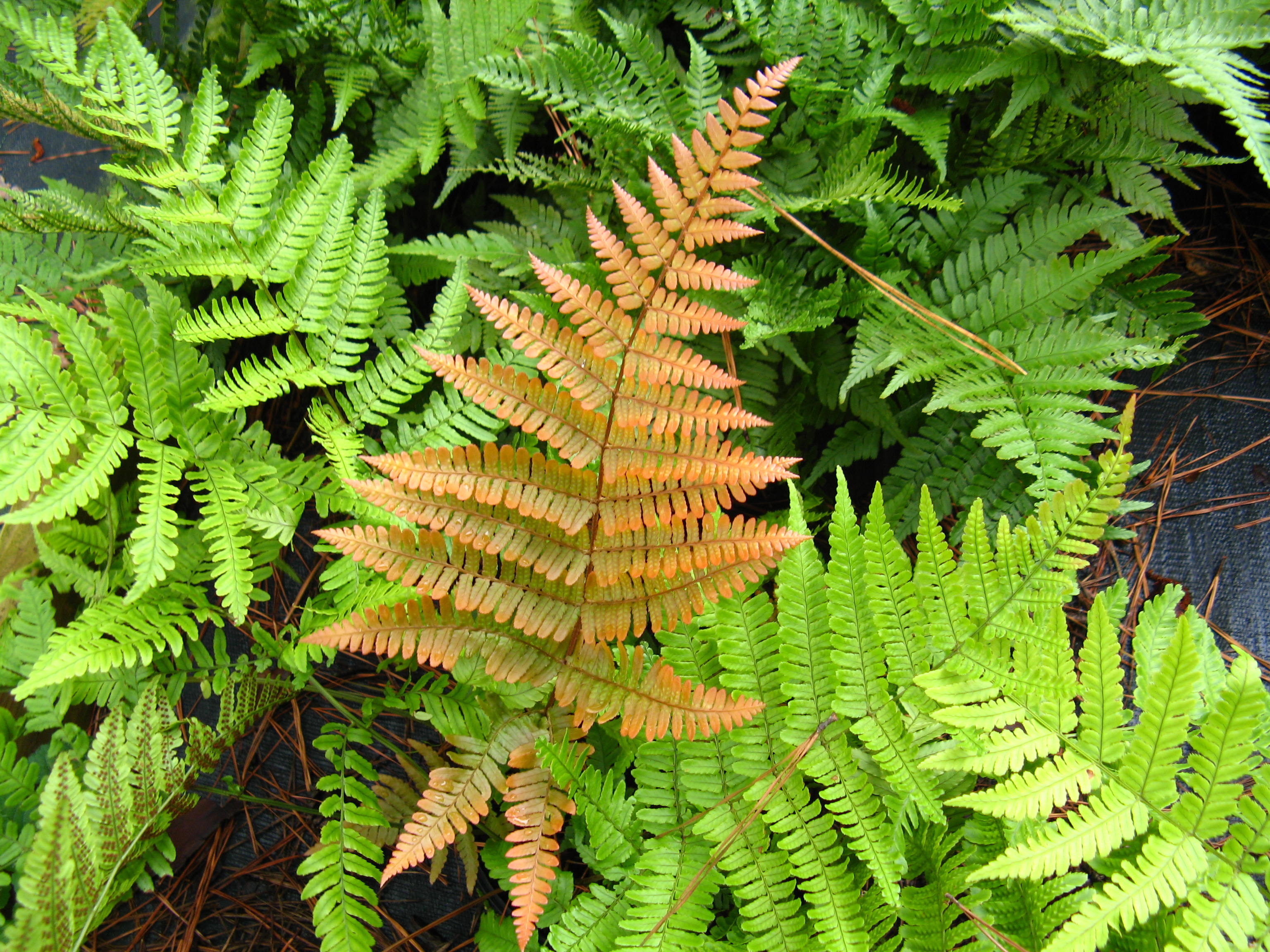 copper and green fern fronds