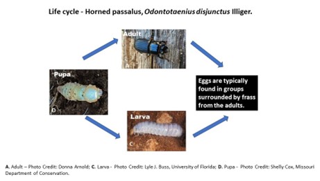 White Grubs: Friend or Foe?