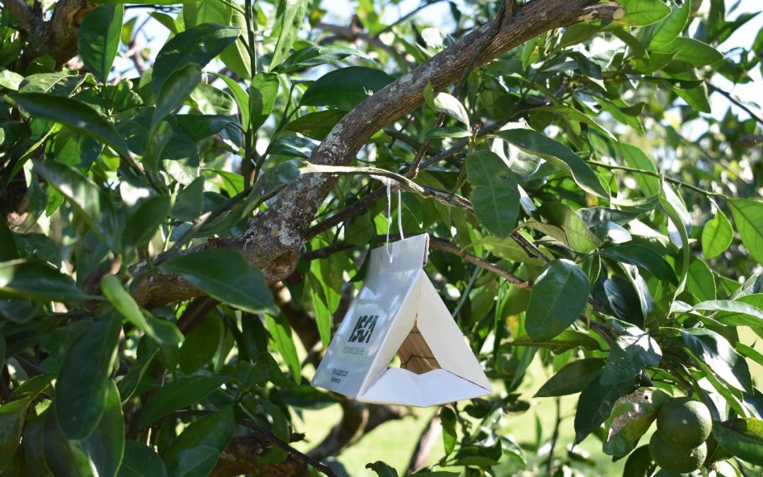 How to Manage Citrus Leafminer in Your Backyard