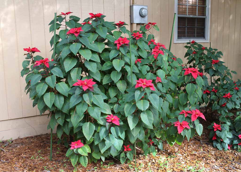 Mature poinsettia as a shrub in the landscape