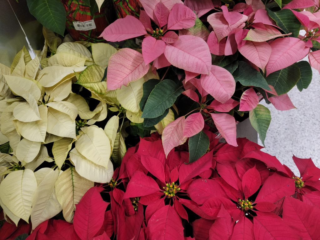 Poinsettias for sale