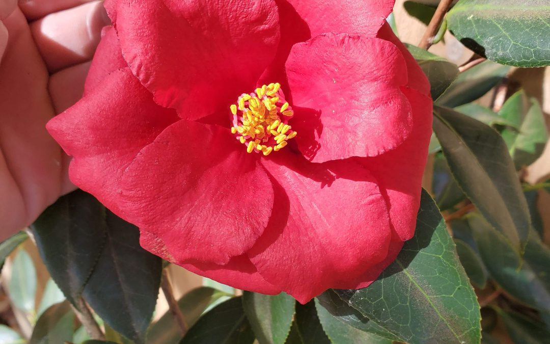 Plant of the Week:  Camellia japonica