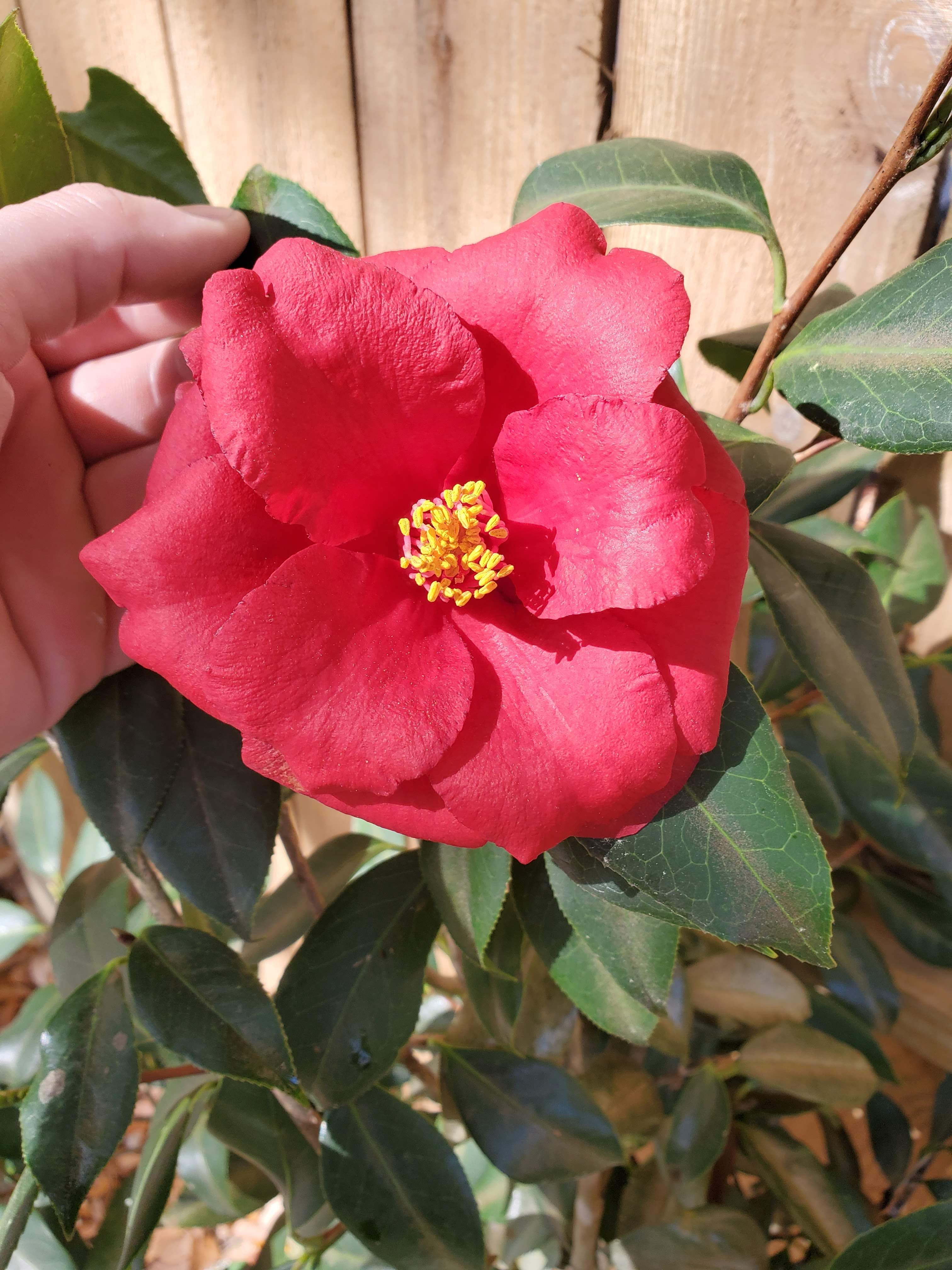 Plant of the Week: Camellia japonica | Gardening in the Panhandle
