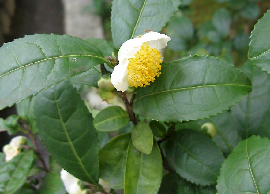 A Nice Cup of…Camellia?