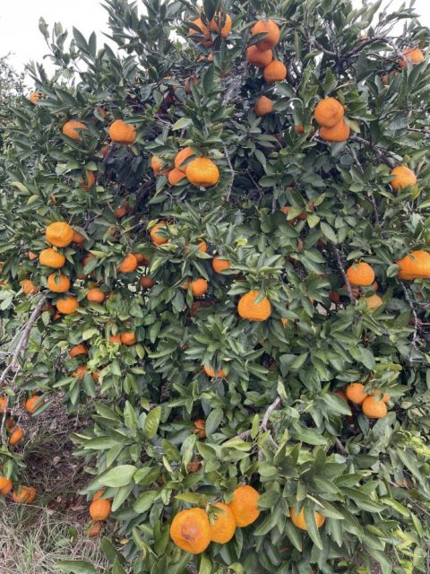 Satsuma Fruit Puffiness in North Florida | Gardening in the Panhandle