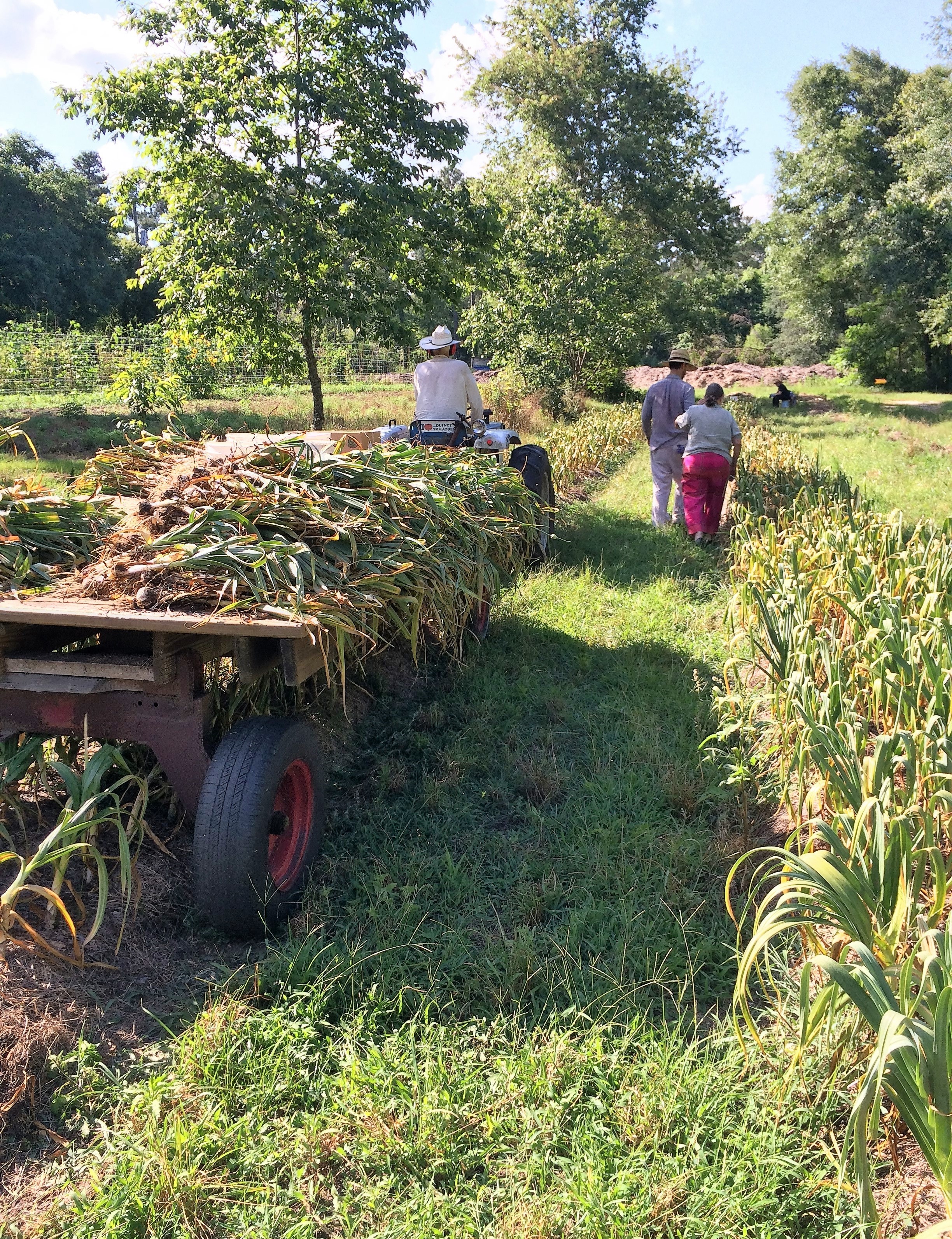 Elephant garlic grows well in our climate, including here at Turkey Hill Farm, where it is being harvested in late spring. Photo by Molly Jameson.