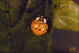 Home Invasion – Asian Lady Beetle or Seven Spotted Lady Beetle