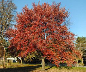 Red Maple