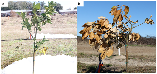 Fig. No. 2. Shows the effects of freezing on UF 950 on Sour orange rootstock after day 1 (a) and day 3 of freezing (b). The young plants completely turned brown after three days of freezing. 