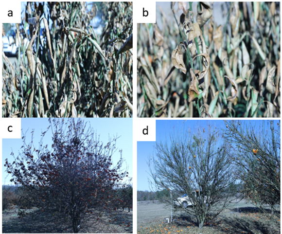 Fig. No. 5. Late symptoms of freeze damage on citrus trees. 