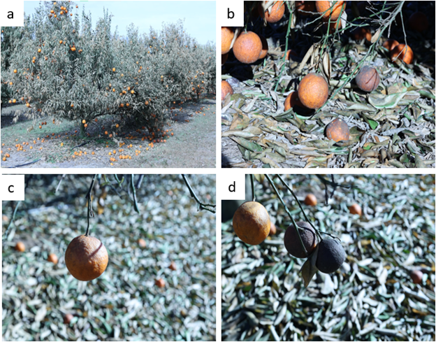 Fig. No. 6. Fruits turn black and fall from the tree after freezing.
