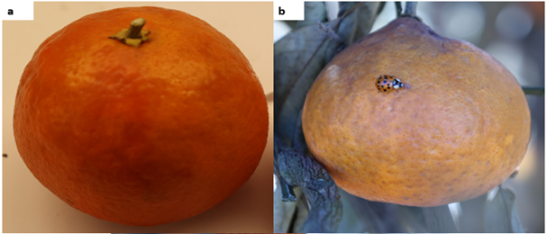 Fig. No. 7. The freezing caused the fruit’s peel to form patterns of bright orange and light-yellow color on the fruits (a). The rotting of leaves and fruits produces an odor after freezing that attracts ladybug beetles (b). 