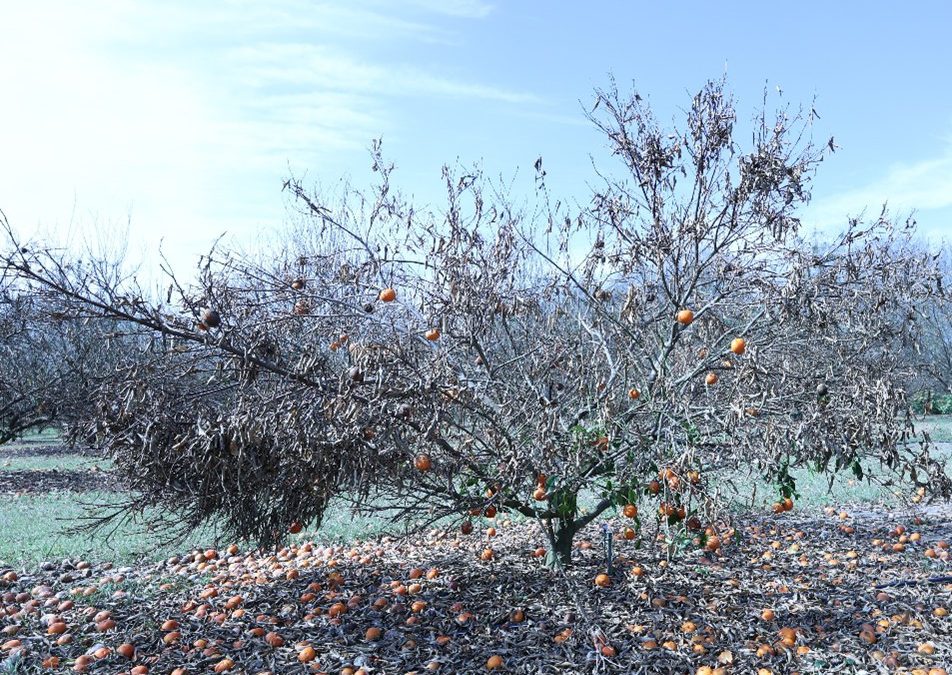 Post-Freeze Damage in Citrus: Symptoms and Recovery