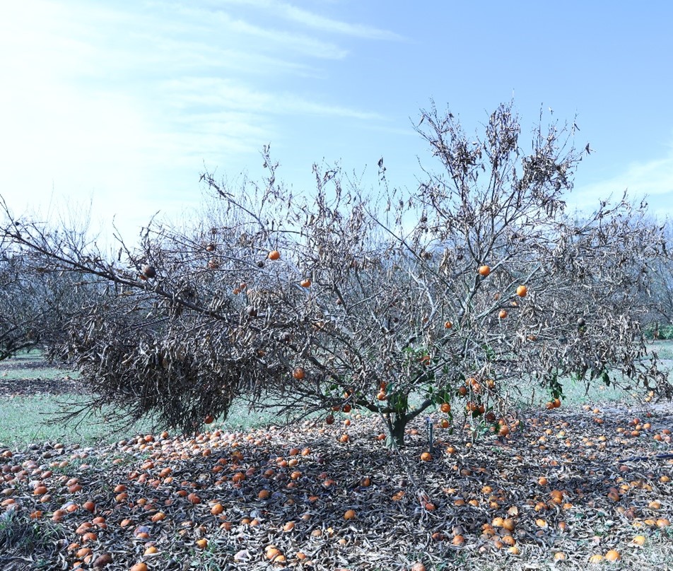 Fig 9. Tree with dried leaves still on the branches – it is indication of sever freeze damage to internal tissues