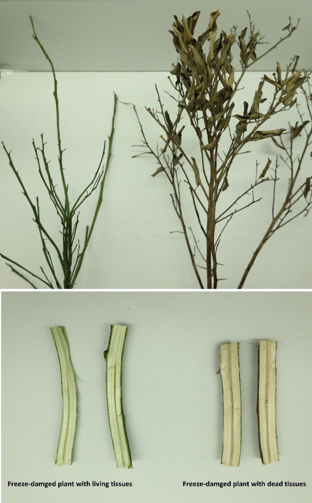 Fig 10. Freeze damaged stems with living and non-living tissues. Stem with living tissues will recover easily as compared to those with dead tissues