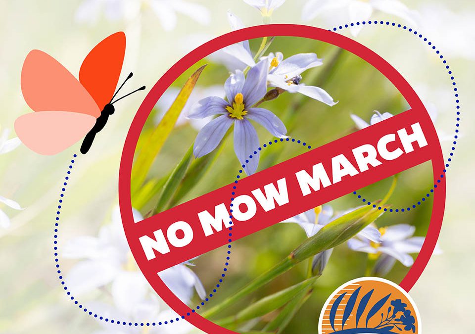 Laziness  Encouraged: No Mow March Promotes Pollinators in the Panhandle