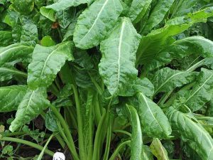 Perpetual spinach is related to Swiss chard and beets, but it is more "spinach-like" in flavor. Photo by Baker Creek Heirloom Seed Company.
