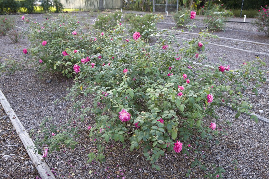A rose bush with pink blooms