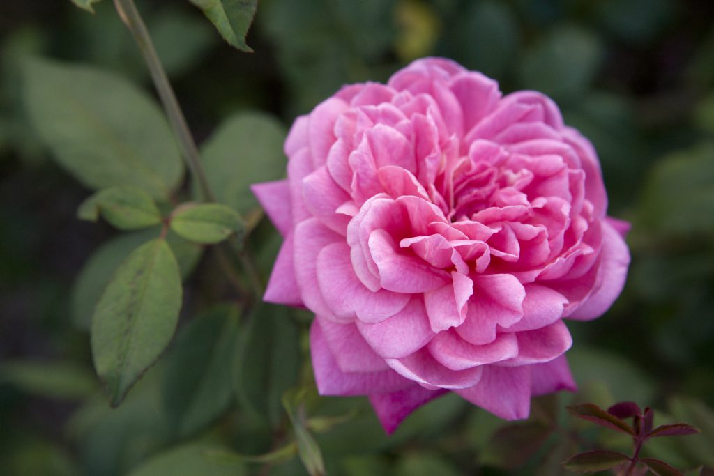 a pink rose