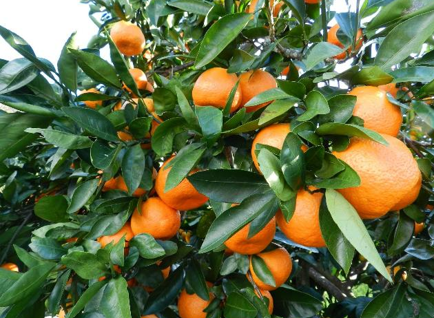 How Weather Affects Citrus and Other Dooryard Fruit Varieties