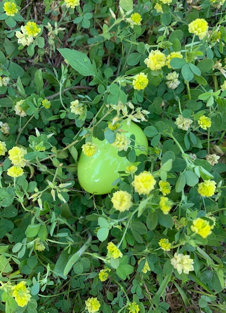 A yellow Easter egg hidden in a mix of clover. Photo Credit: Larry Williams, UF/IFAS Extension - Okaloosa County