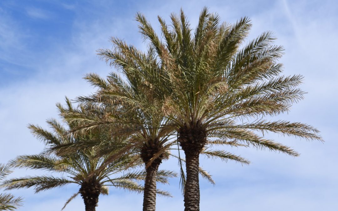 Growing Date Palm in North Florida