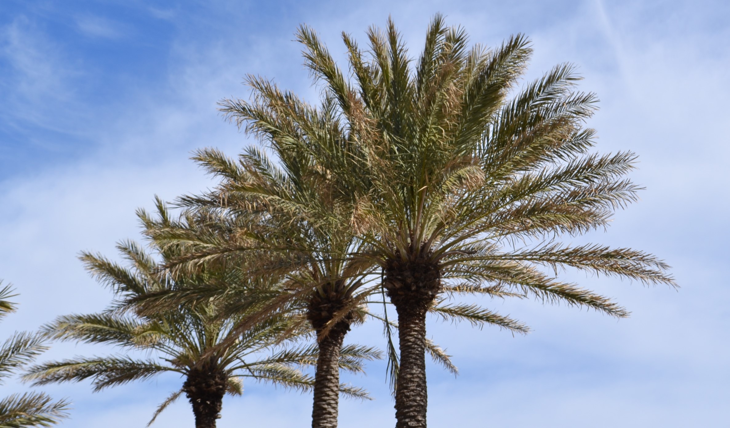 Palm care  Gardening in the Panhandle