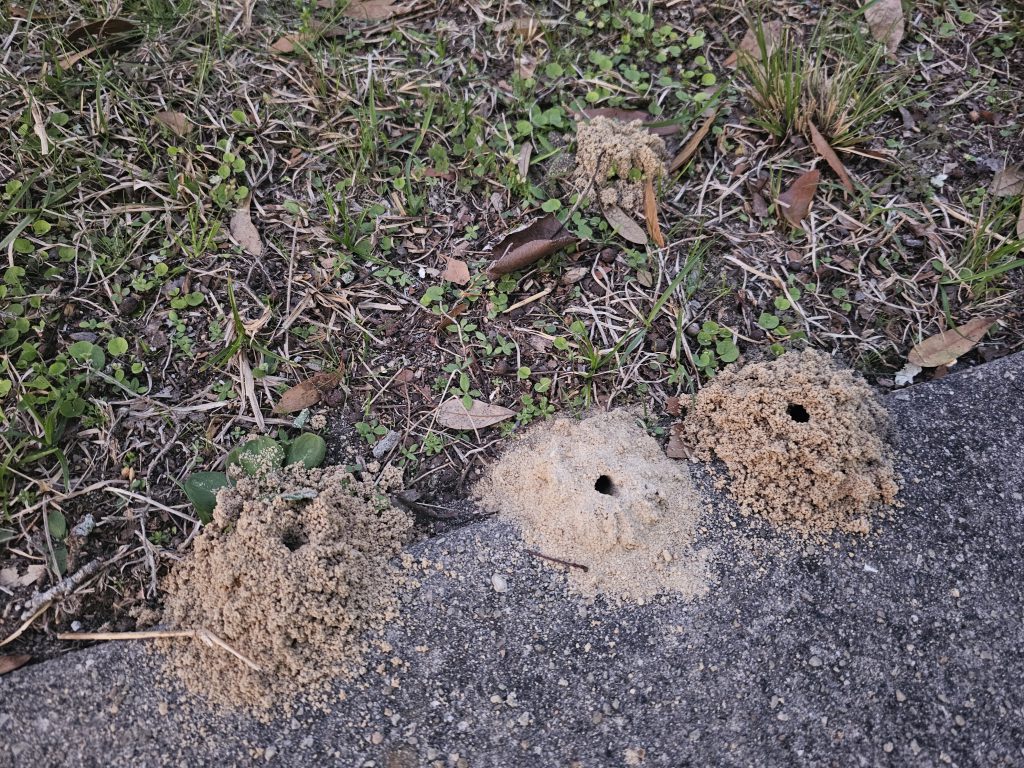 Miner bee burrows. Photo Credit: University of Florida/IFAS