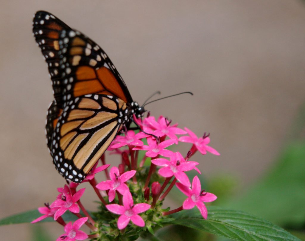 Butterfly on flower